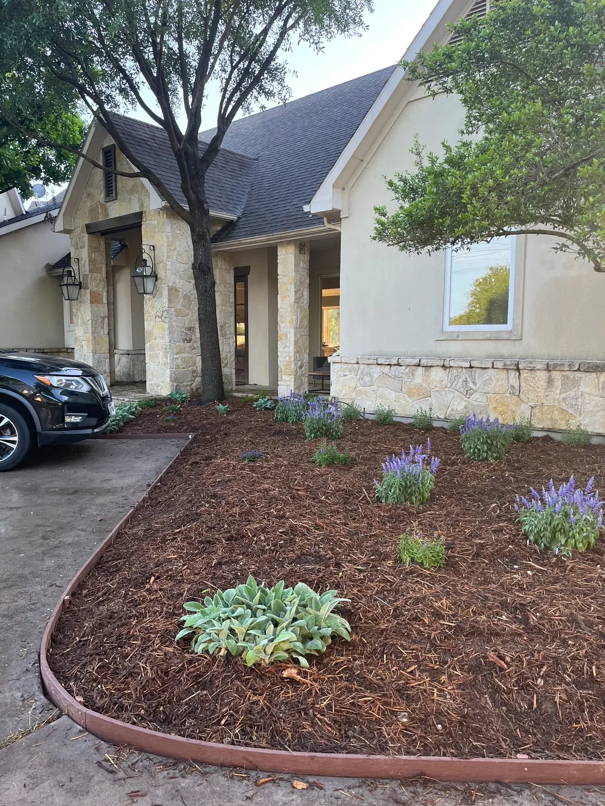Mulched bed with flowering perennials along a building foundation, Dallas TX