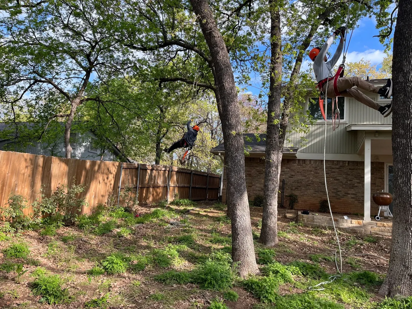 Two climbers roped into mature oaks above a backyard during a residential canopy trim