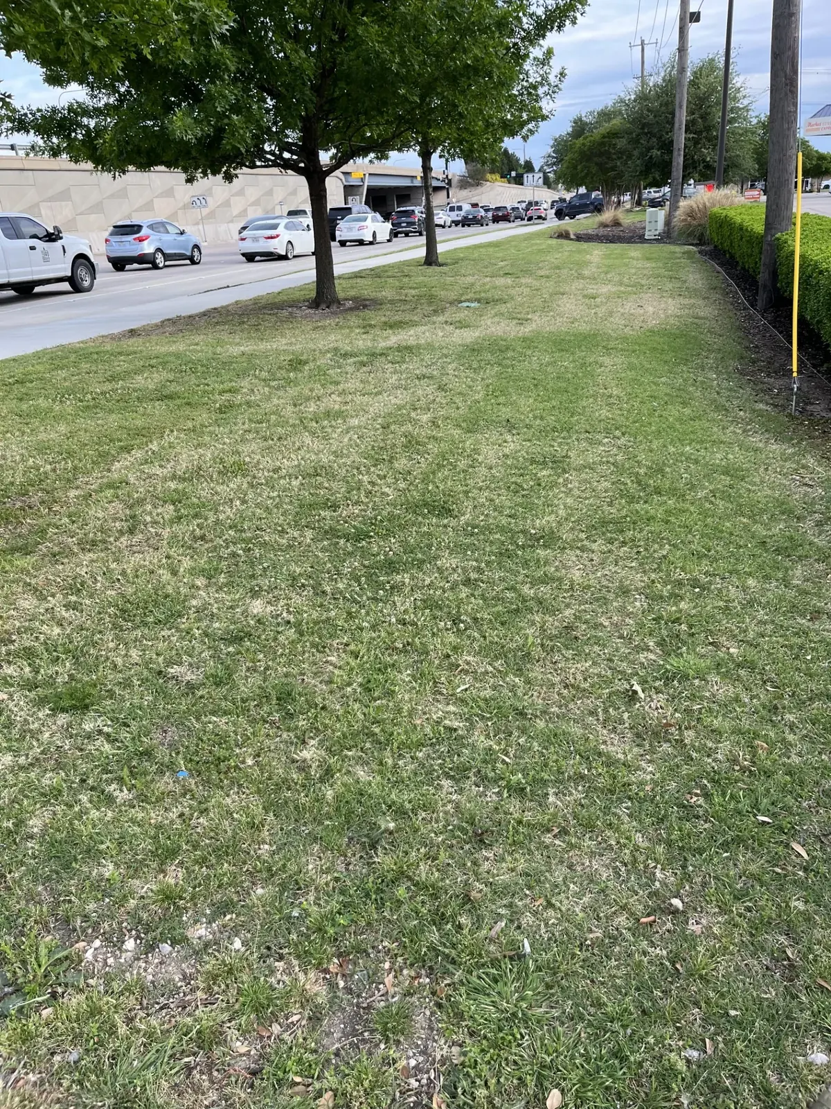 Freshly mowed turf with visible cut stripes beside a squared hedge row and mulch bed