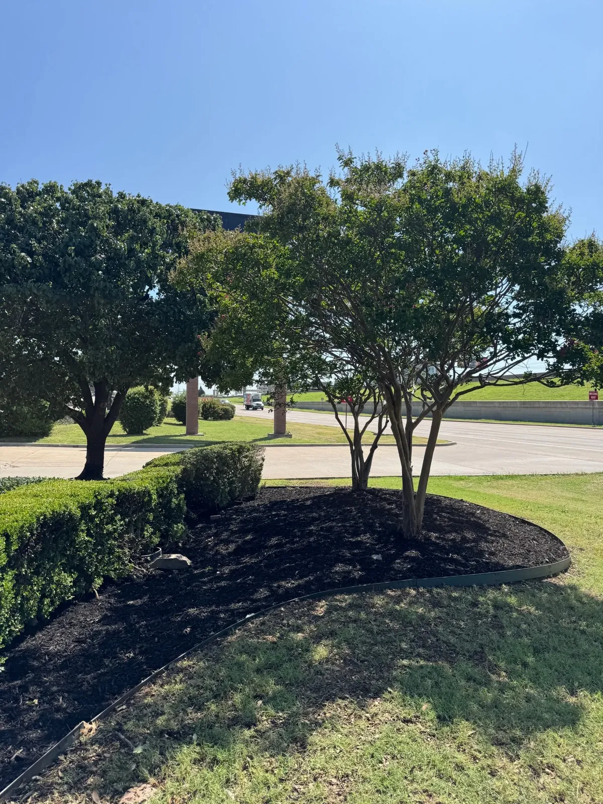 Freshly mulched bed with crape myrtles at a DFW commercial property, Godoy's Wolves