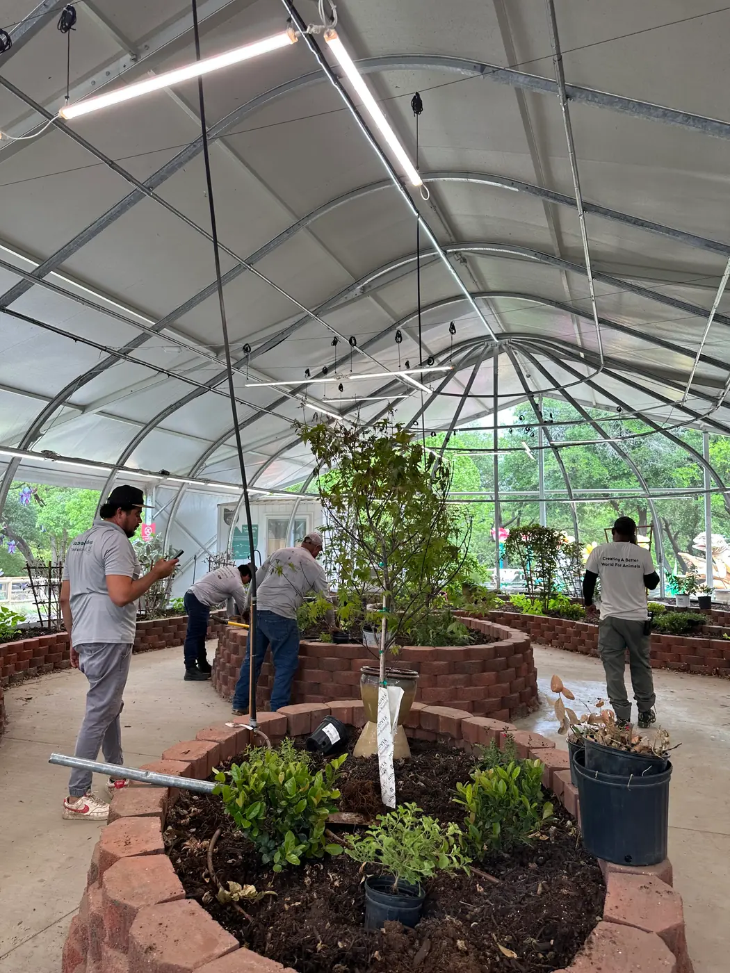 Four crew members planting curved brick beds inside the Dallas Zoo butterfly house, arched translucent dome and grow lights overhead