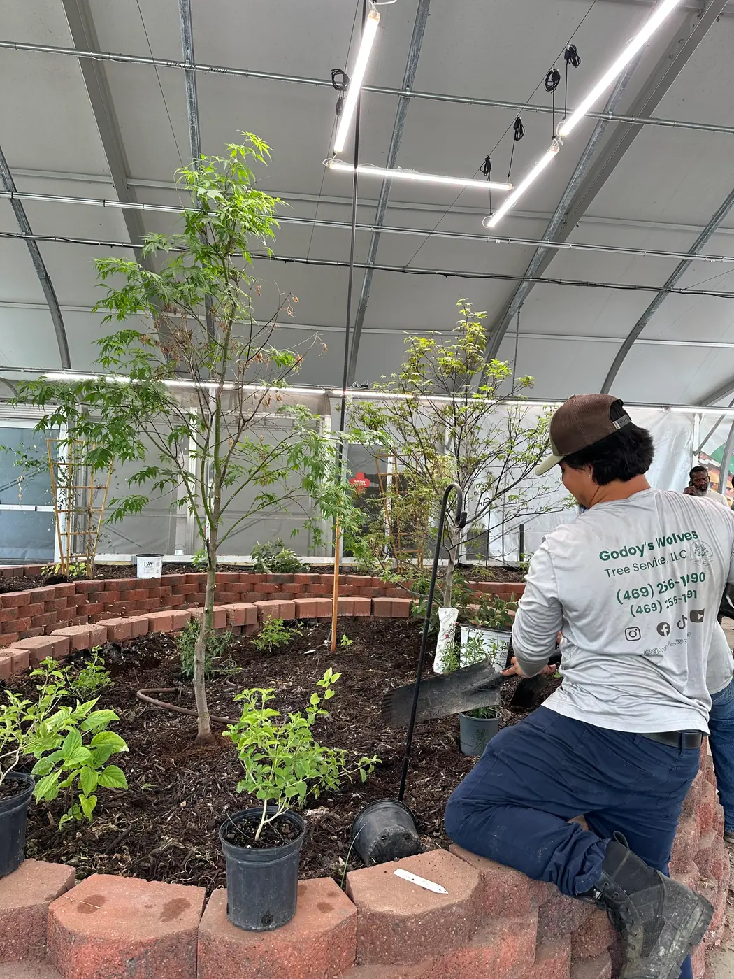 Crew member in a Godoy's Wolves shirt planting Japanese maples in a curved brick bed under grow lights