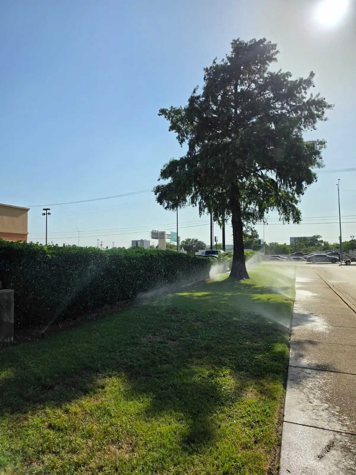 Irrigation zone running under a mature tree on a commercial property with overlapping spray covering the turf