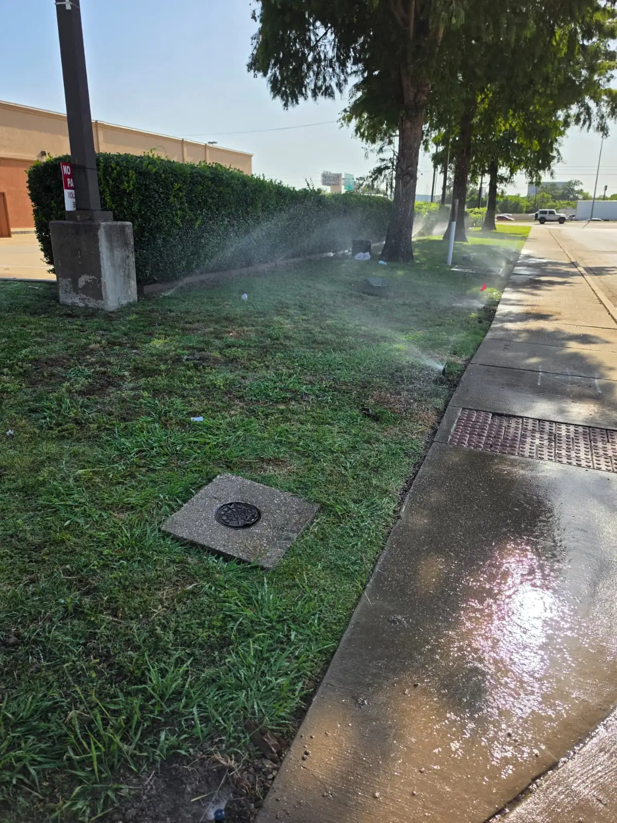 Sprinkler heads running along a commercial walkway with even spray reaching the turf and a valve box lid set flush