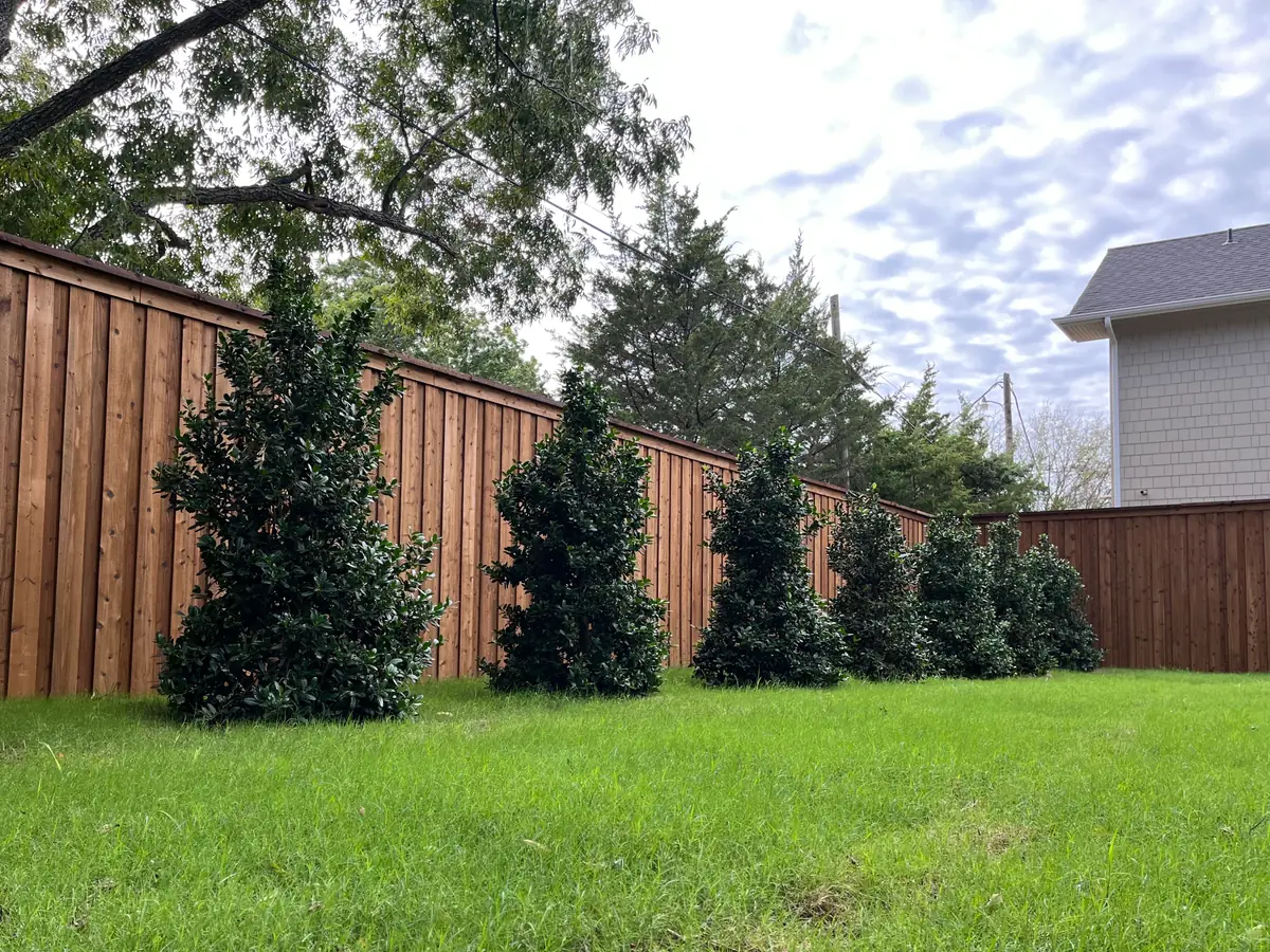 Back yard after landscaping: a row of hollies grown in as a privacy screen along the cedar fence over a full green lawn