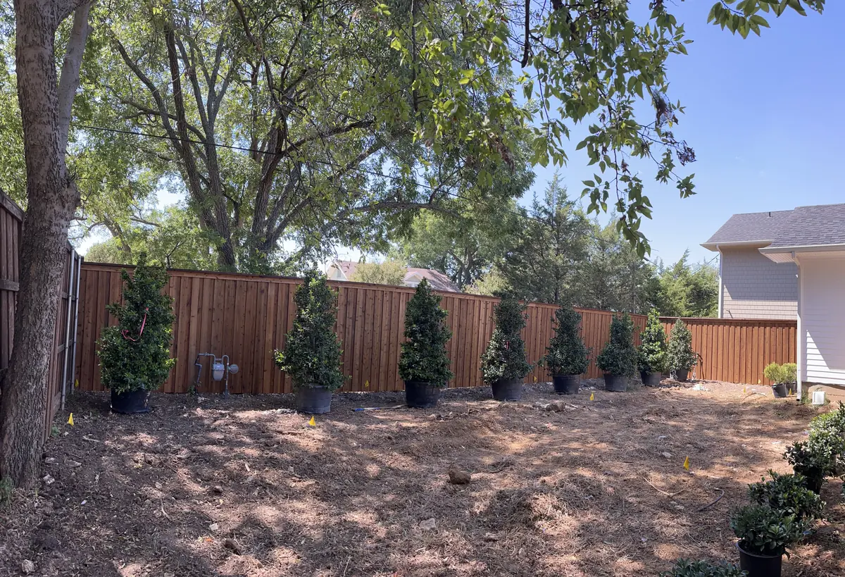 Row of tall hollies in nursery pots spaced out along a new cedar fence on graded bare ground, irrigation marking flags set between them