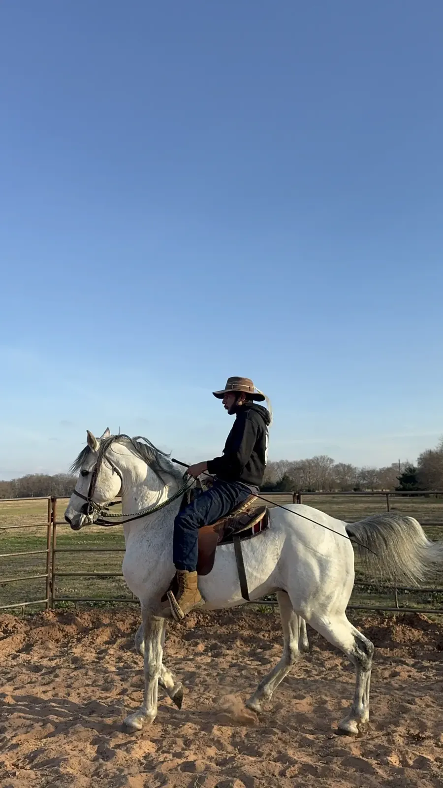 Parrandero, Half Arabian stallion at Godoy's Ranch