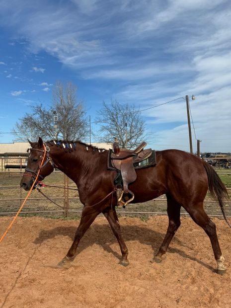 A saddled chestnut horse being worked in the round pen at Godoy's Ranch