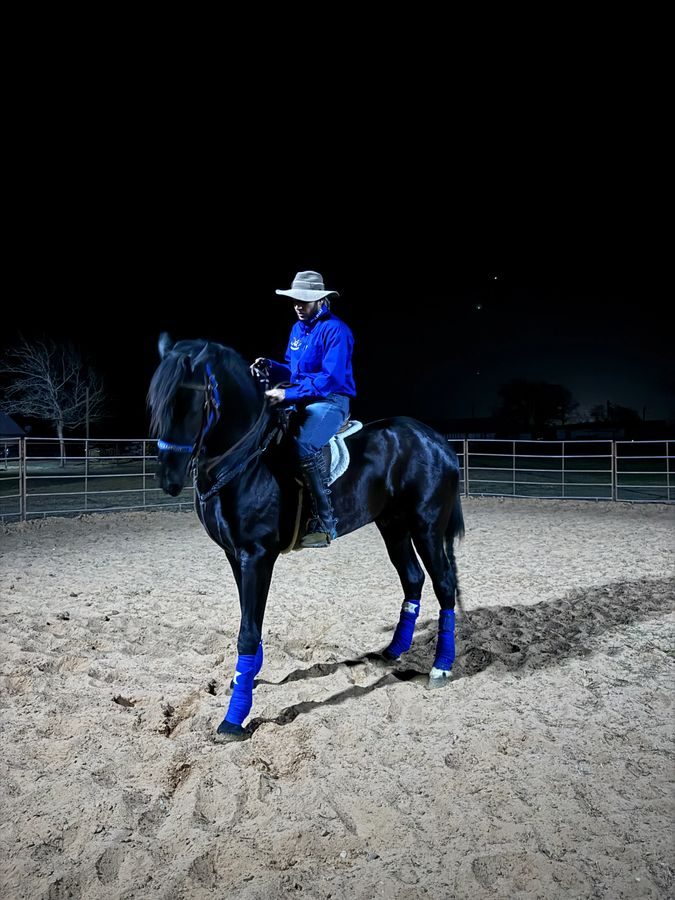 SB Snooby, registered Sport Friesian stallion at Godoy's Ranch
