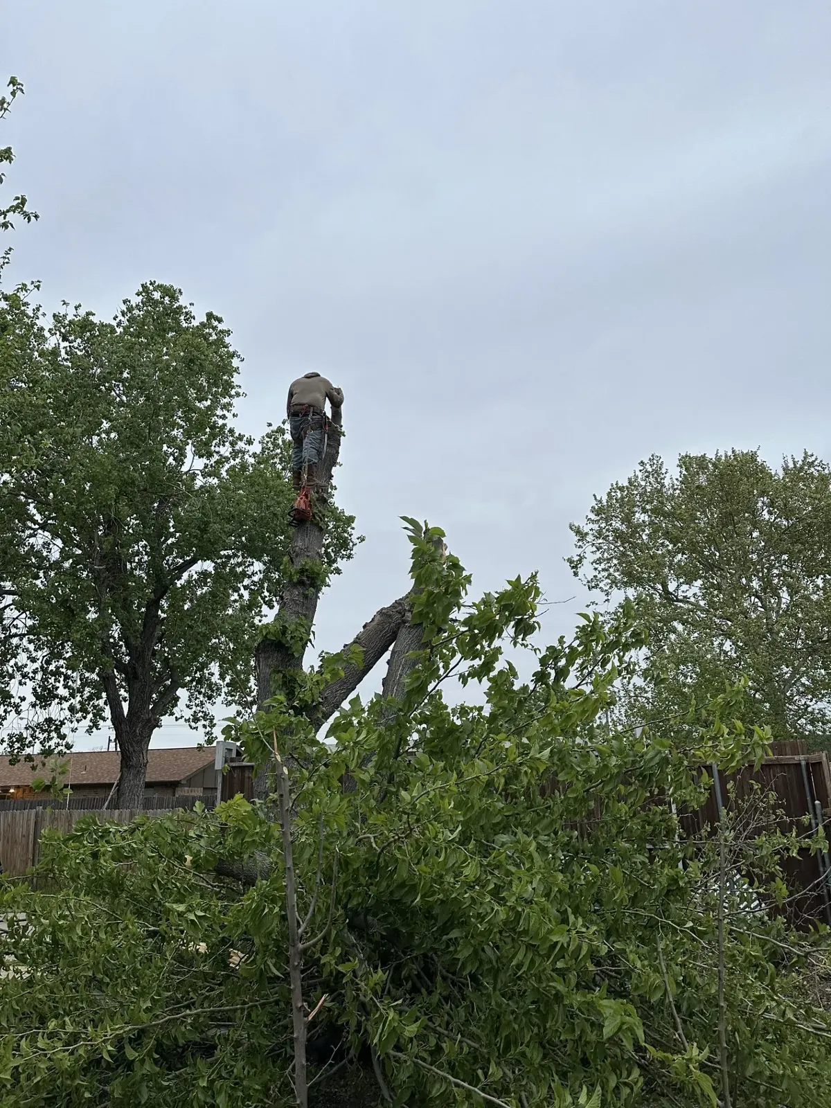 Climber roped into the canopy during a residential tree removal in DFW