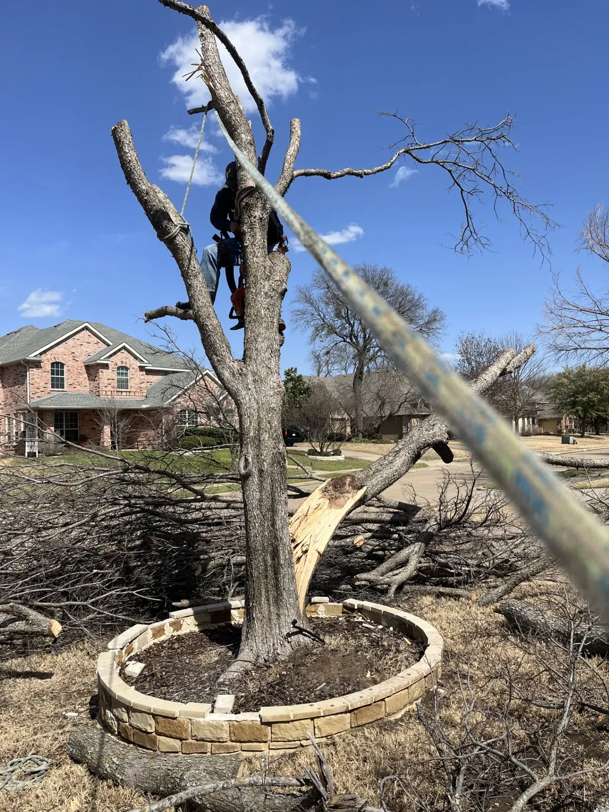 Climber roped in with a harness and chainsaw during a sectional tree removal on an established street