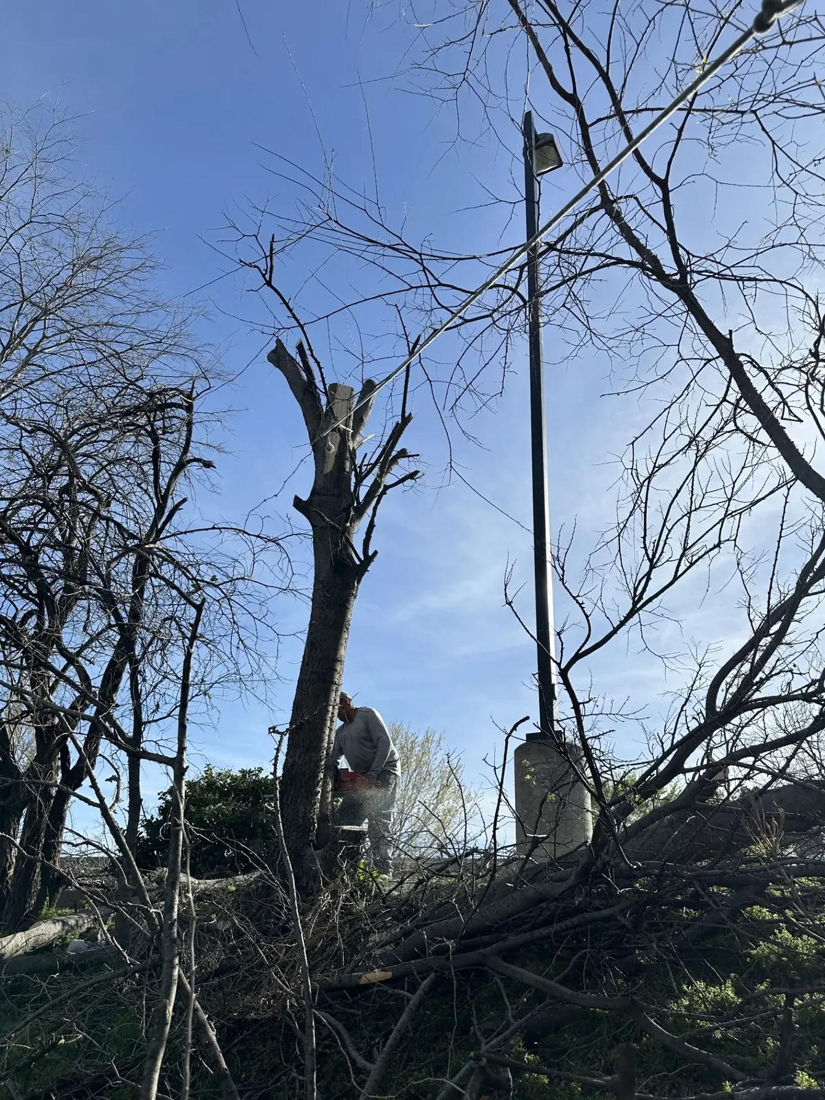 Crew member cutting a trunk with a chainsaw during a commercial tree removal, North Texas