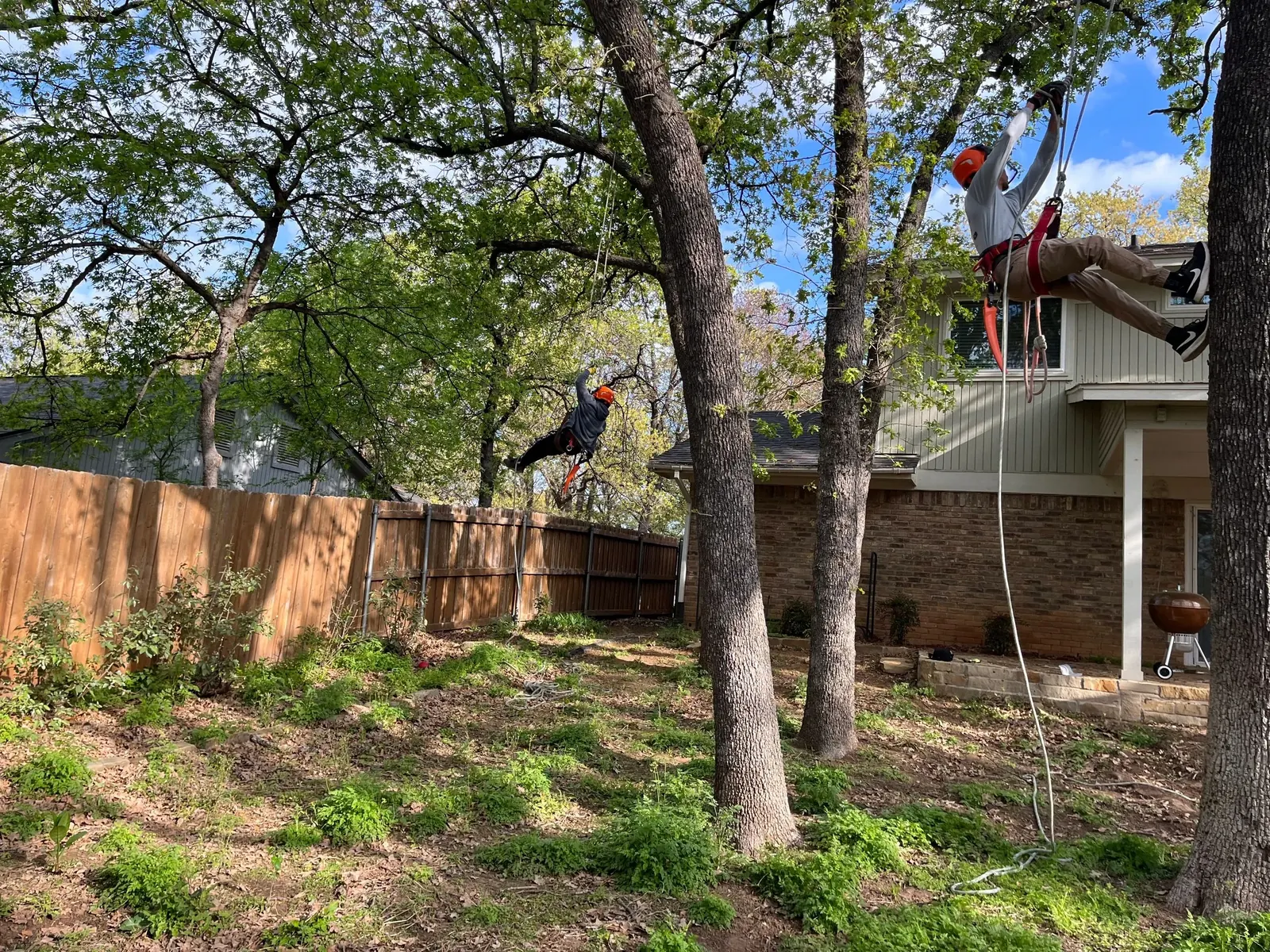 Two Godoy's Wolves climbers roped into mature oaks above a residential backyard