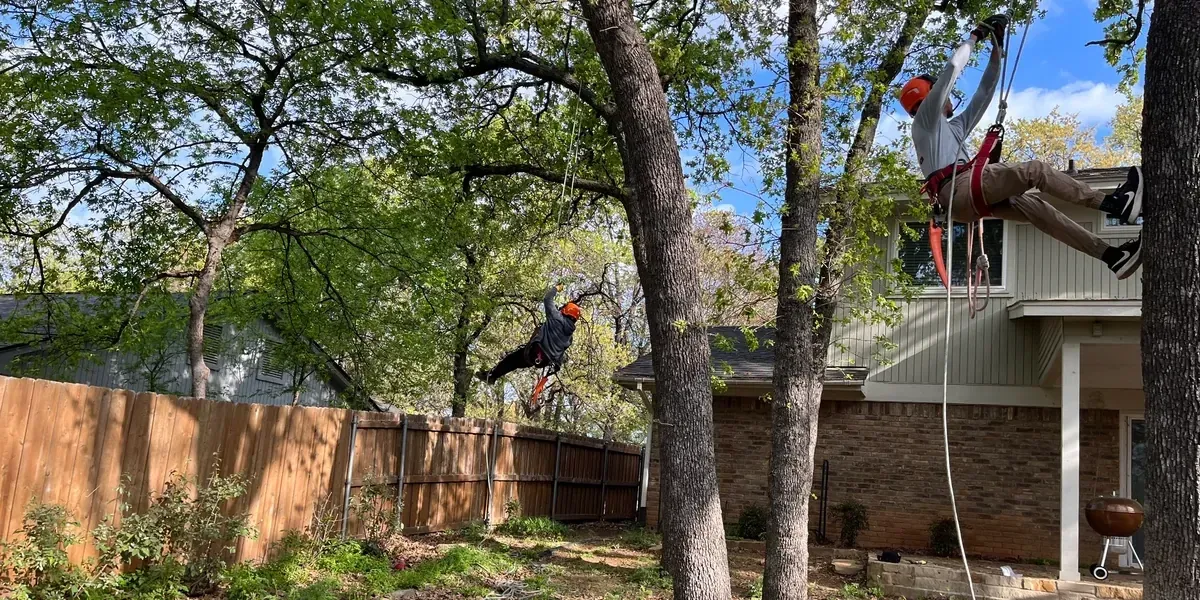 Two Godoy's Wolves climbers roped into mature oaks above a residential backyard