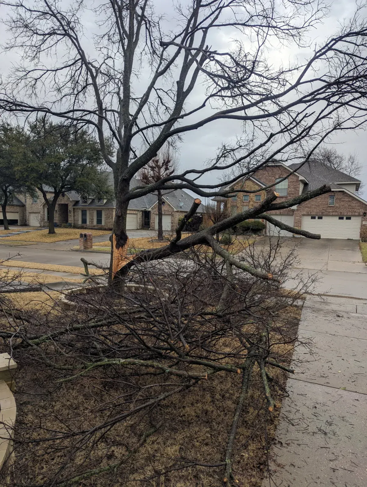 Large limb split away from the trunk and down across a residential drive after a storm, torn wound and fresh cut ends visible