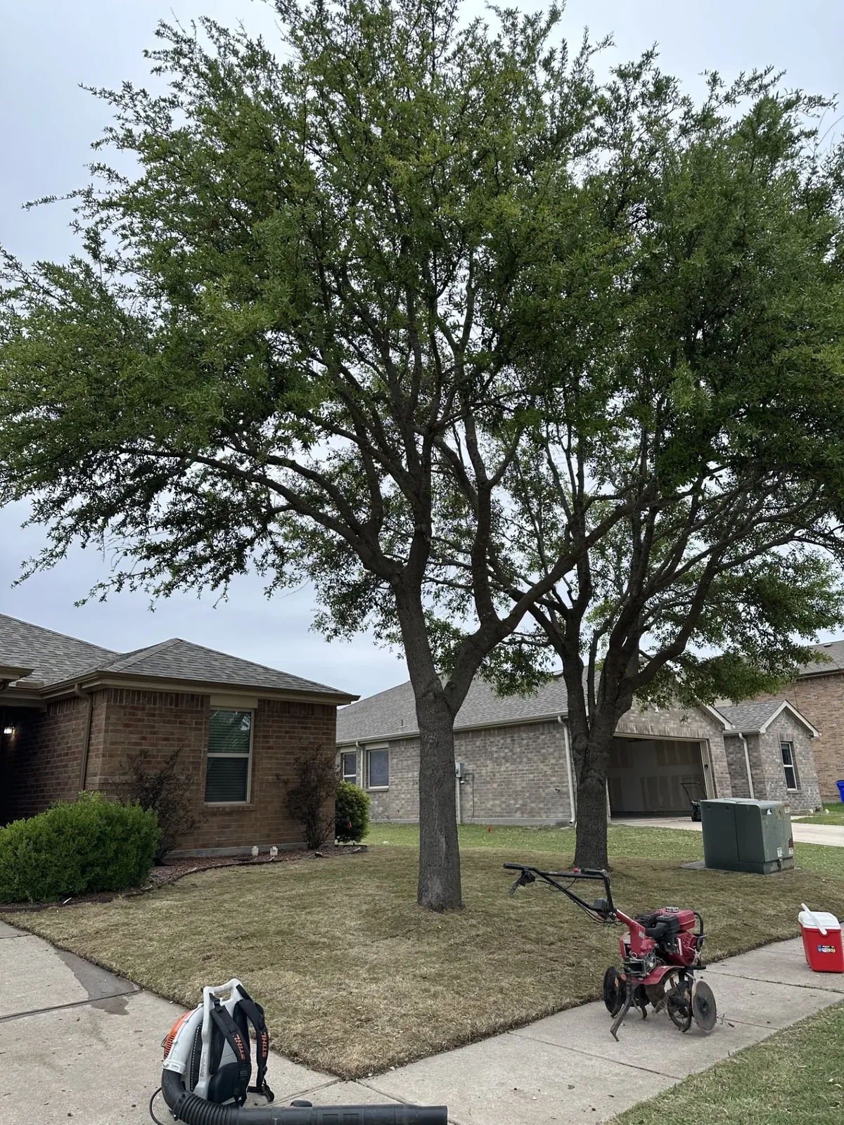 Two mature cedar elms with dense interior canopy on a North Texas front yard