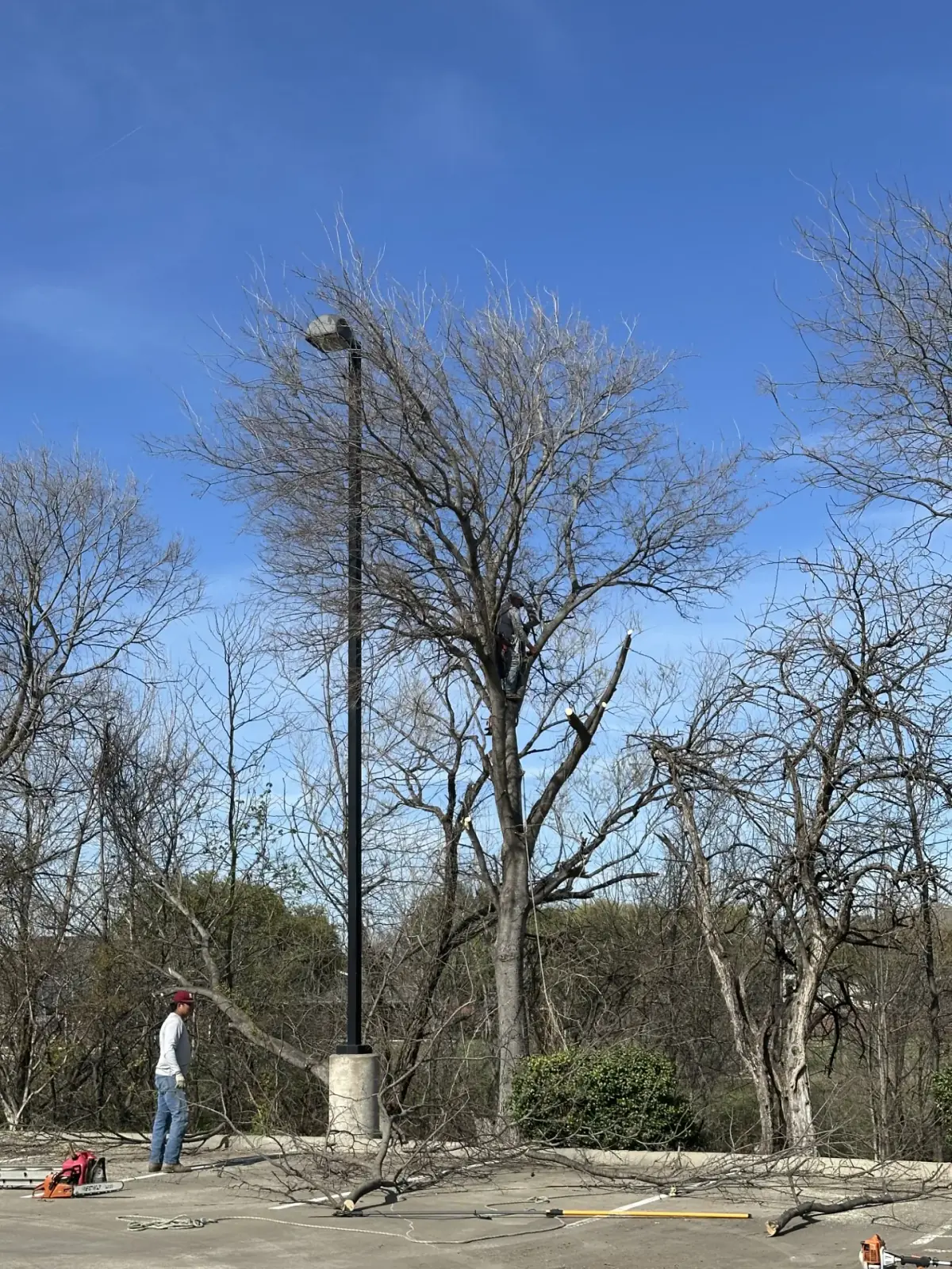 Climber roped into a tree with fresh pruning cuts visible, ground crew and chainsaws staged below