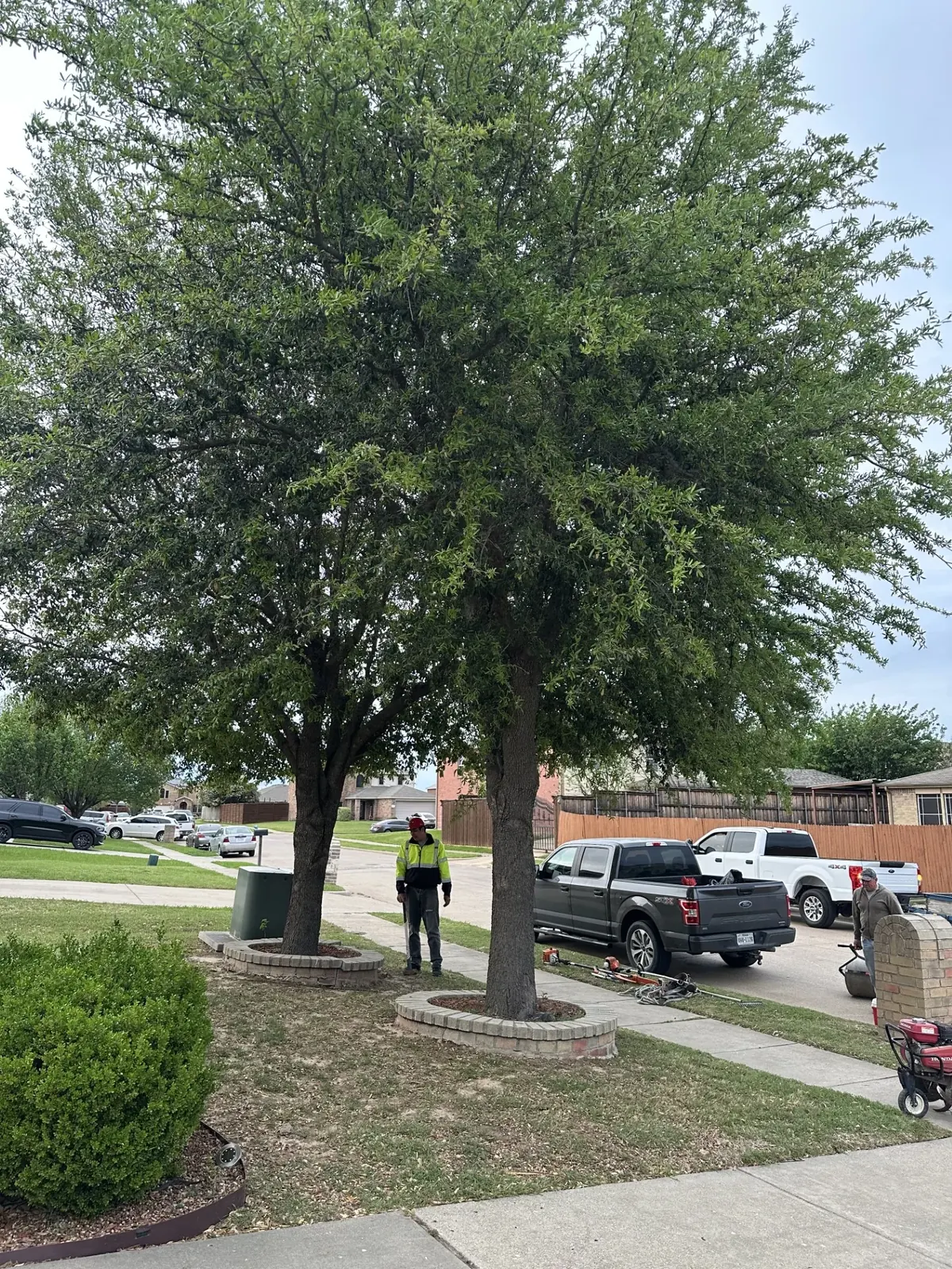 Uniformed crew member and work trucks beside cedar elms with the canopy lifted clear of the walk