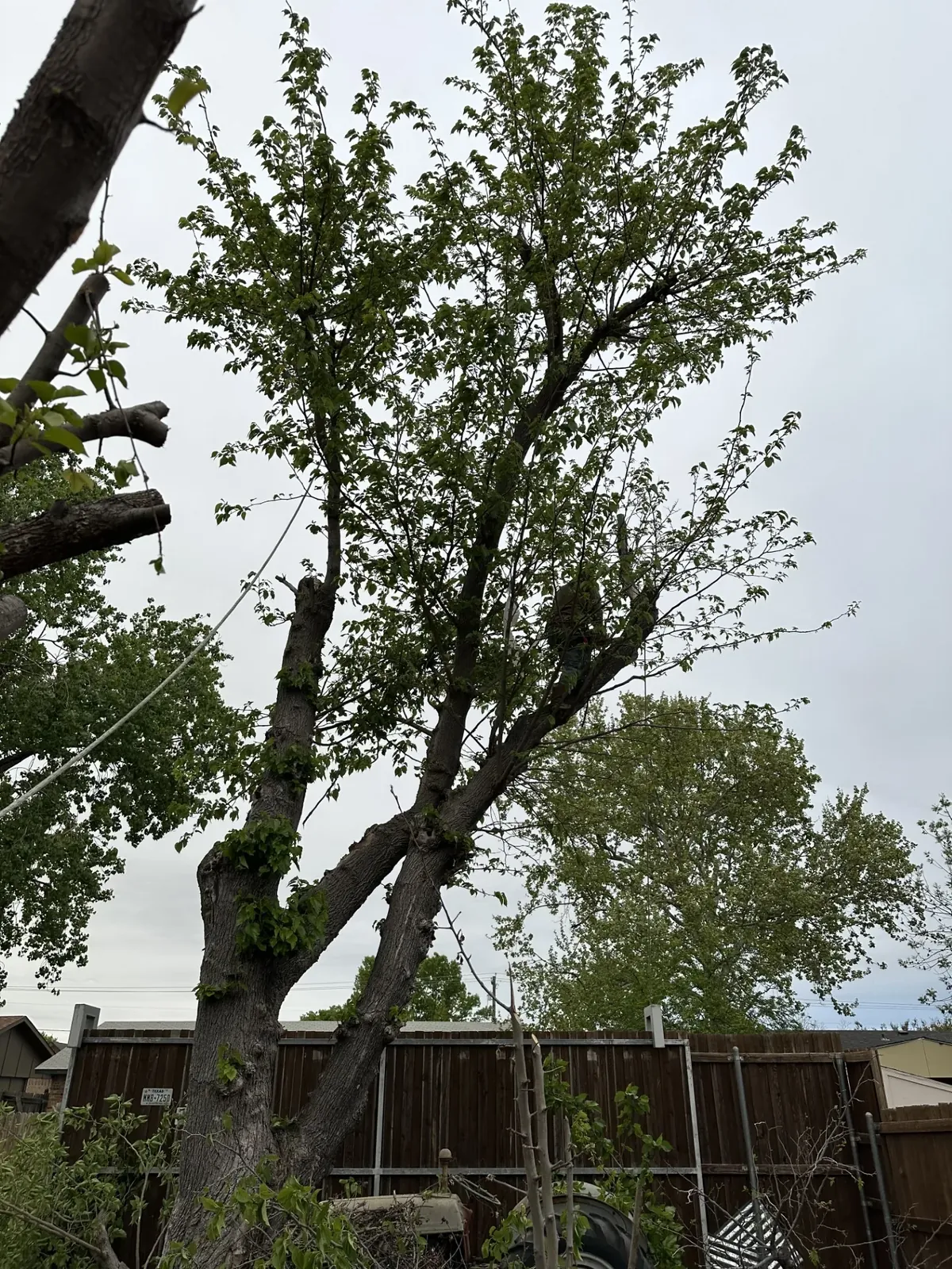 Mature shade tree on a residential property, Godoy's Wolves DFW